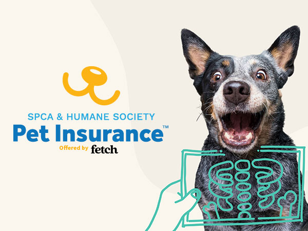 How Much Does Pet Insurance Cost? (2024)
